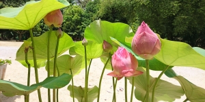 ๒๑. กุรุงคมิคชาดก ว่าด้วยกวางกุรุงคะ   