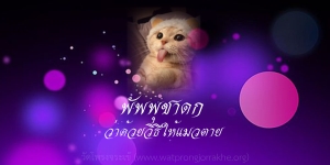 ๑๓๗. พัพพุชาดก ว่าด้วยวิธีให้แมวตาย